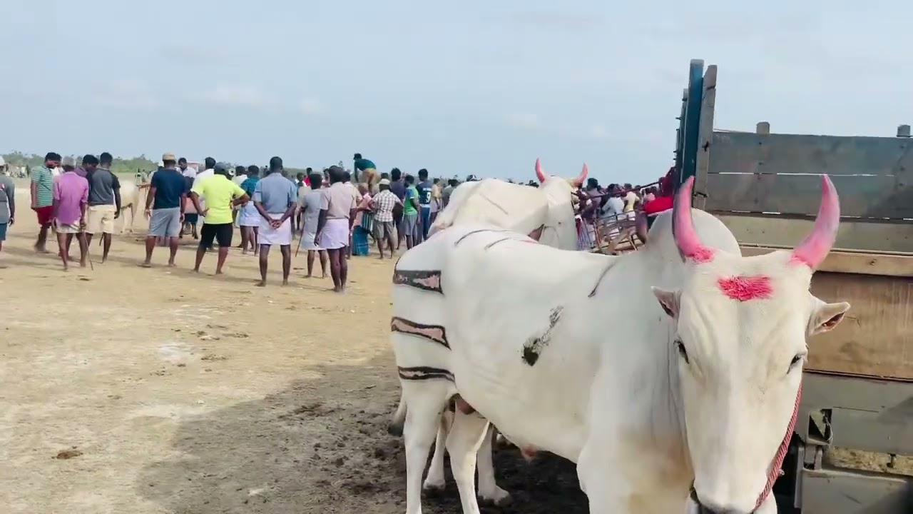 மாட்டு சவாரி Cow riding  vaddukoddai jaffna