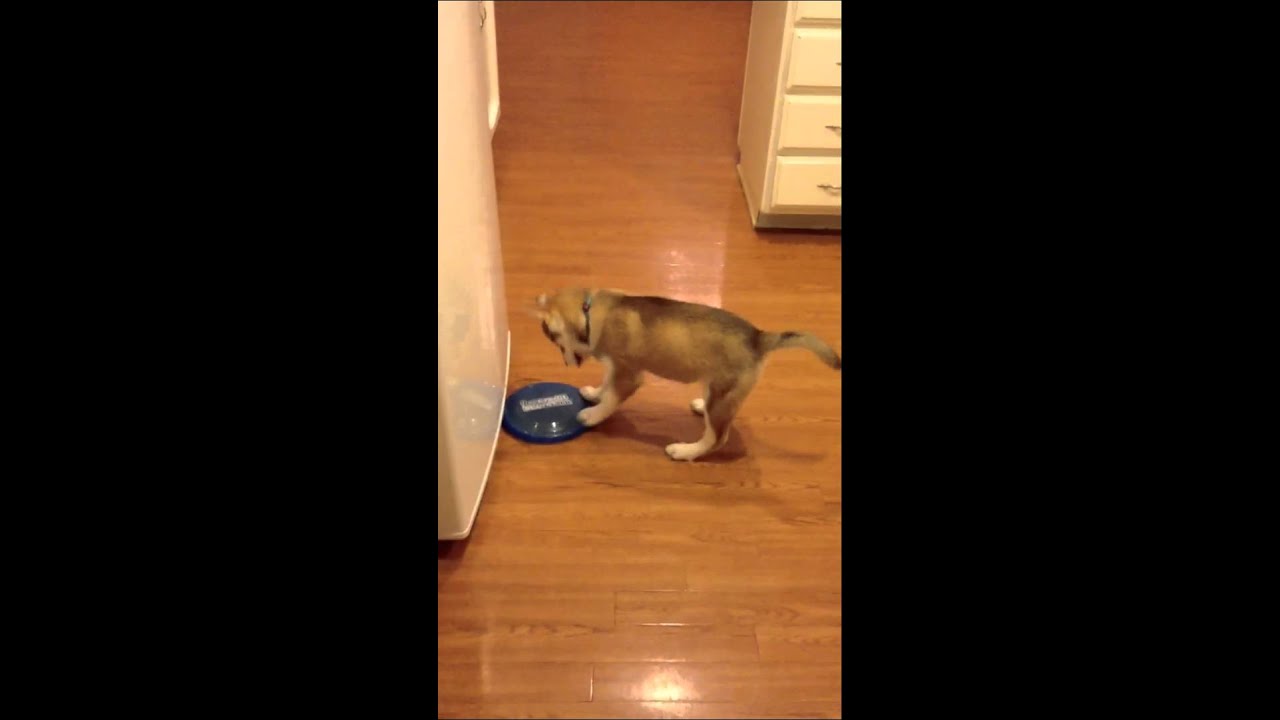 Husky Frisbee!