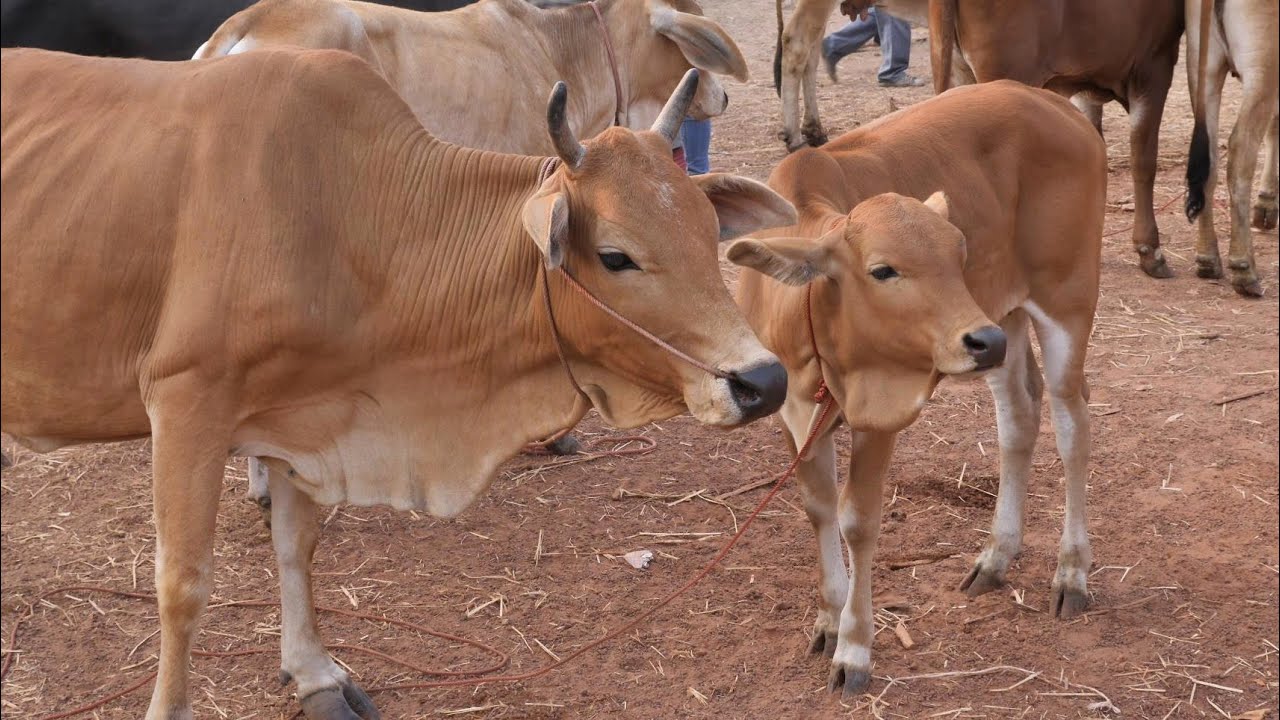 อุดรธานี UdonThani - Cattle Market near บ้านผือม Ban Phu