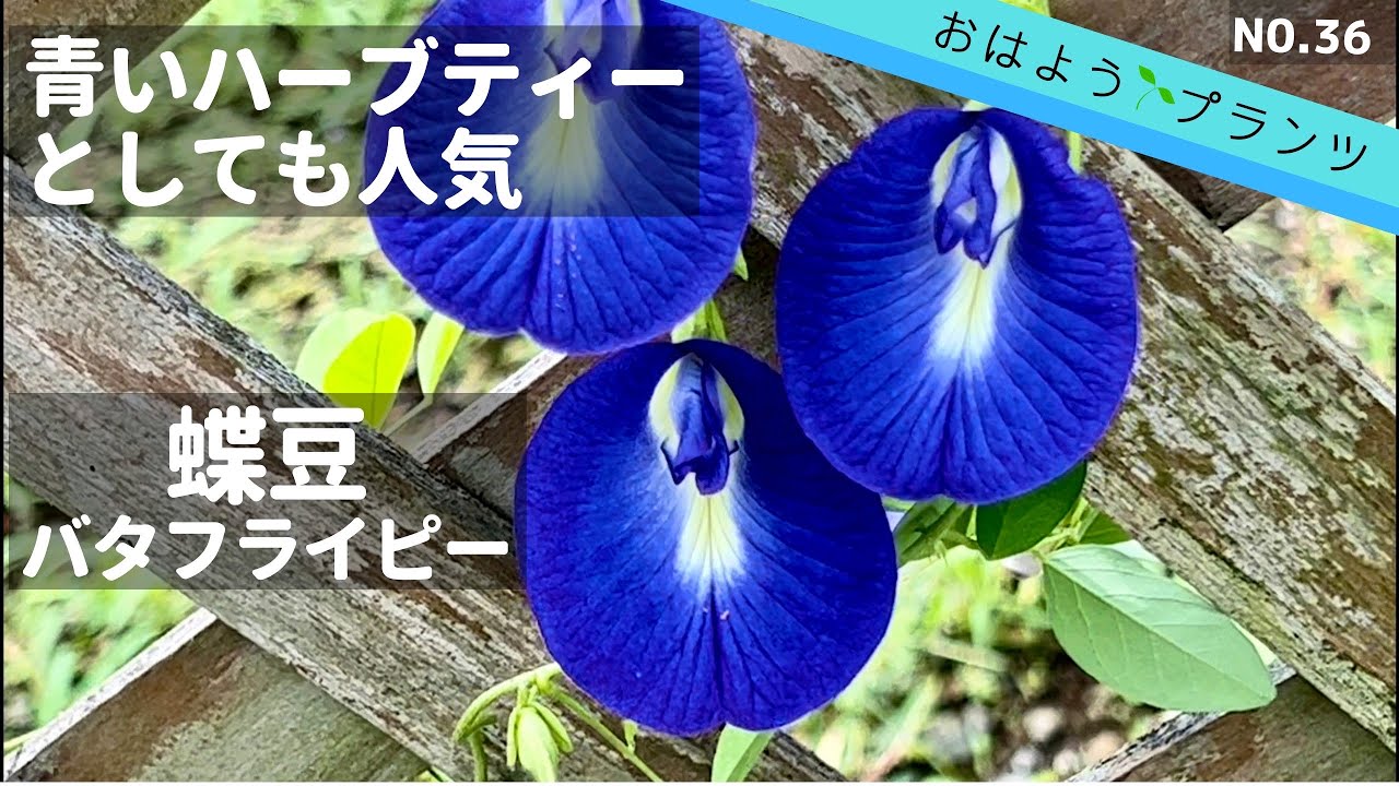 【９月の庭植物】蝶豆🦋バタフライピー⁉︎青いハーブティー／NO.36 2022.9:3撮影