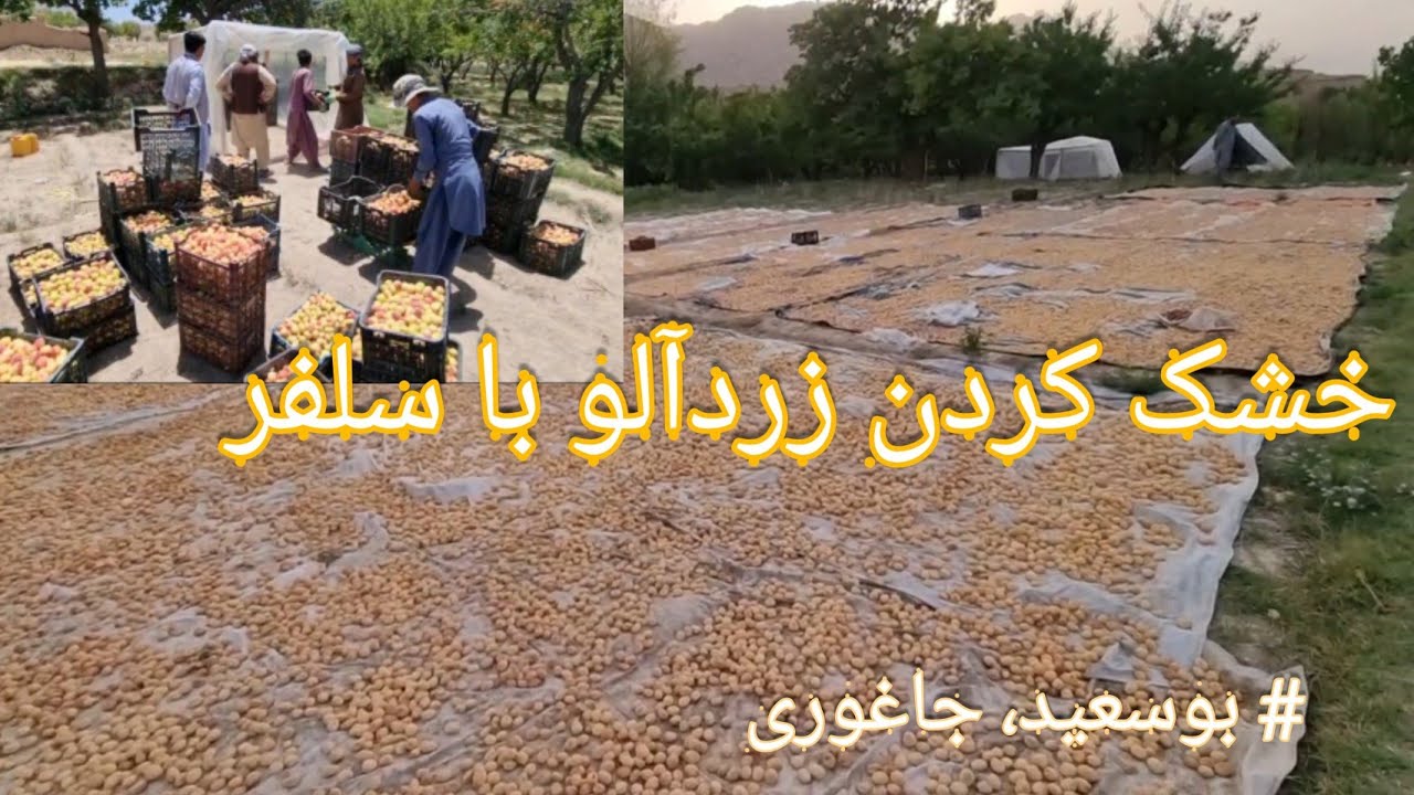 استفاده از سلفر برای خشک کردن زردآلو و صادرات به خارج از کشور 🍑using sulfur to dry fruits