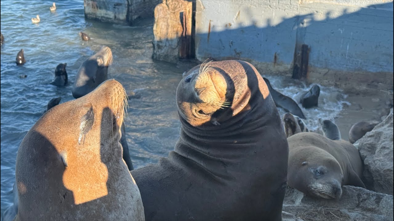 Hundreds of Sea Lions Molting & Barking #SeaLions #MontereyBay #WildlifeLive #marinelife