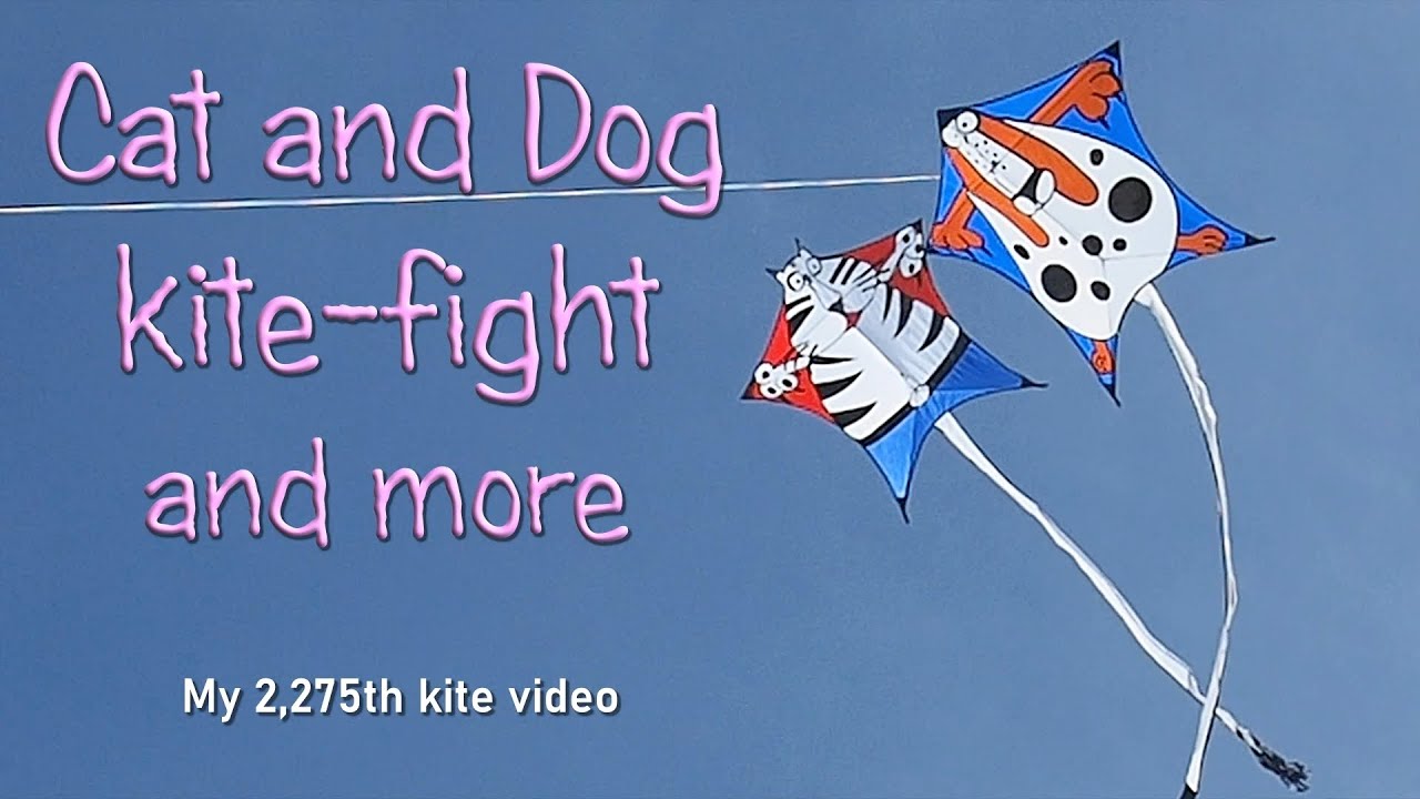 Cat and Dog kite-fight in fun fly