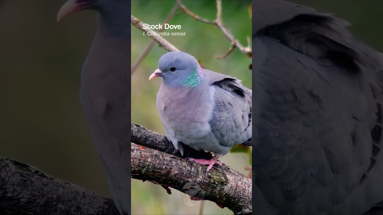 The Stock Dove has one of the most calming sounds in nature #shorts
