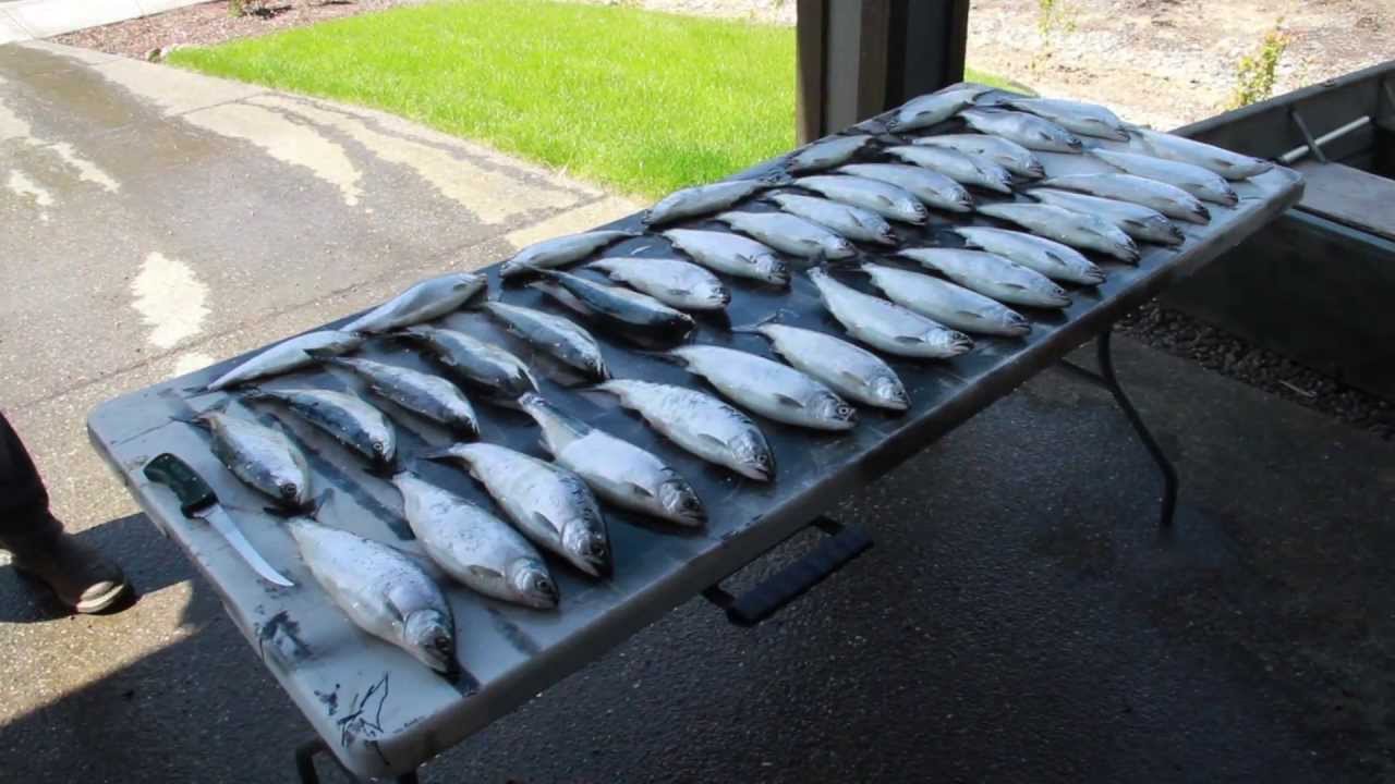 Merwin Reservoir May Kokanee