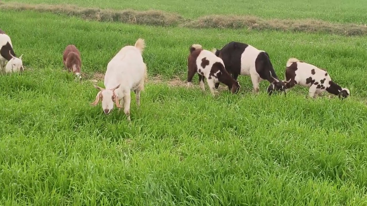 Goats are grazing quietly and happily in a peaceful lush green environment 🐐🌿