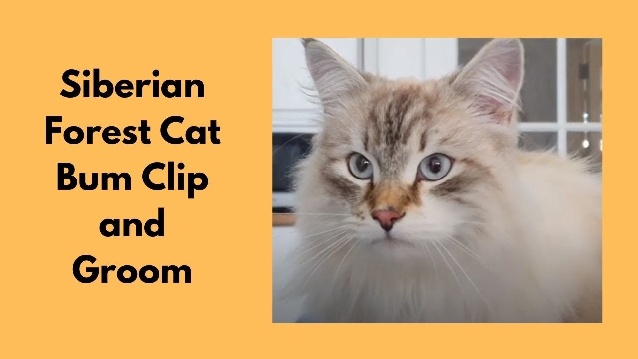 Siberian Forest Cat - Bum Clip And Groom