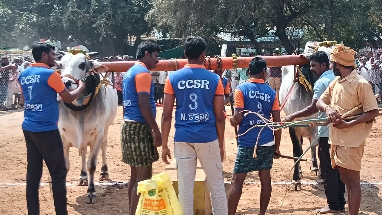 🚩15/2/26అనిమెల ఓల్డ్ కేటగిరి 7జత చల్లావెంకటహారిక Nకొత్తపల్లి జైశ్రీరామ్+జై హనుమాన్ గిత్తలు-2783.6fts