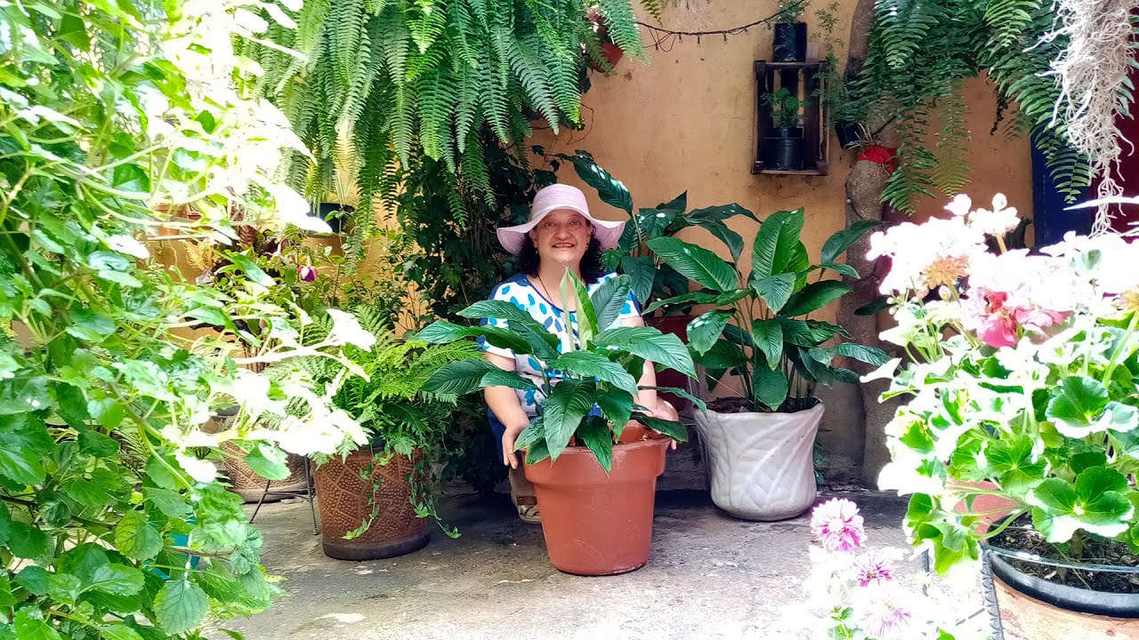 ¿Por qué no Florea la Cuna de Moisés? CONTROLA PLAGAS y mantenla Hermosa