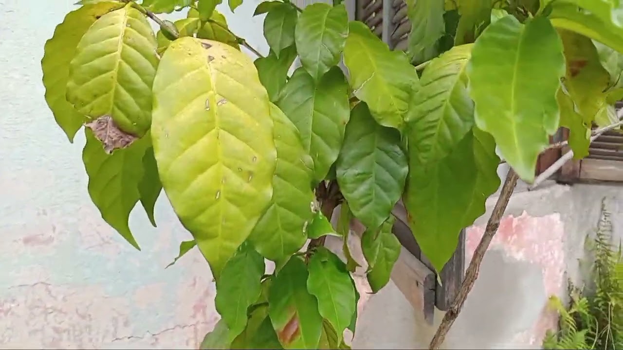 As lindas plantas do meu vizinho