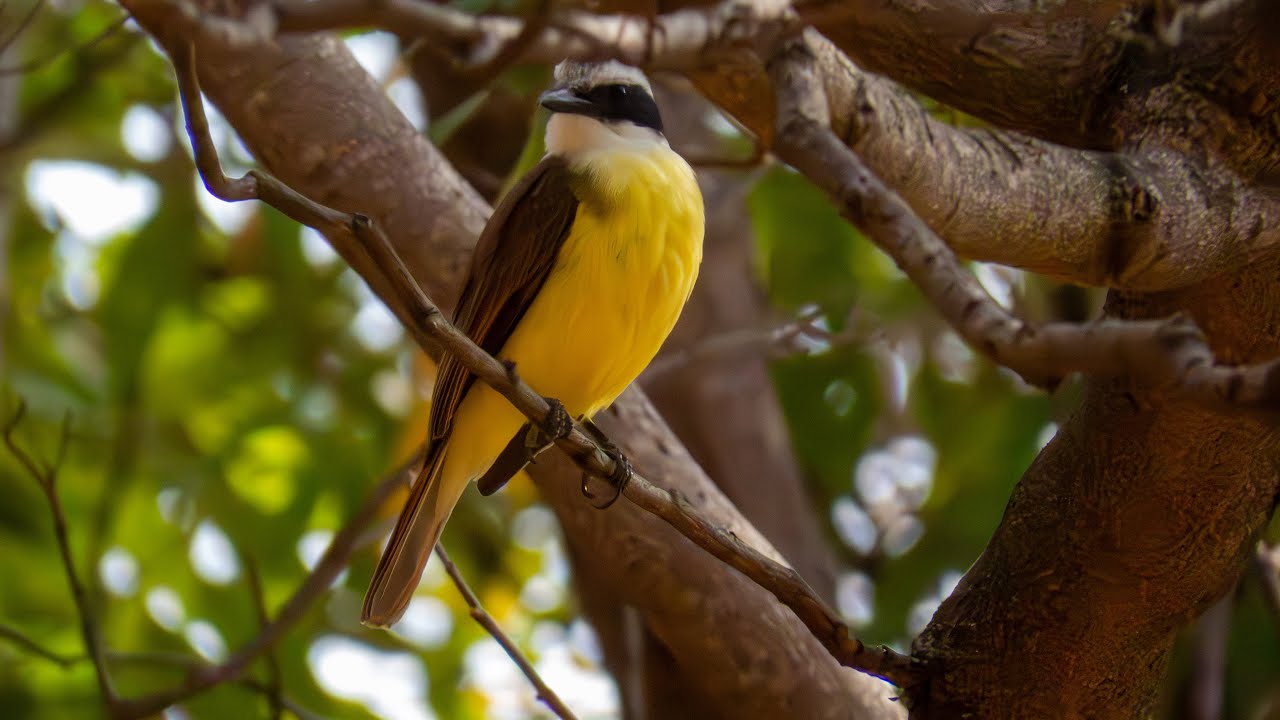 Bem-te-vi - Pitangus sulphuratus cantando de várias formas