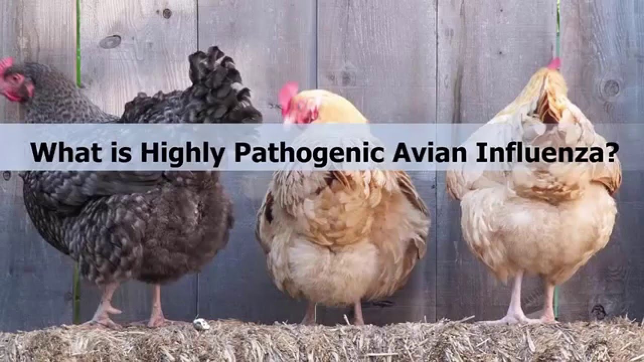 What is Highly Pathogenic Avian Influenza?