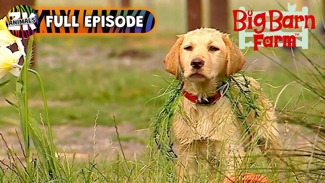 Big Barn Farm | Season 1, Episode 7 | The Important Visitors
