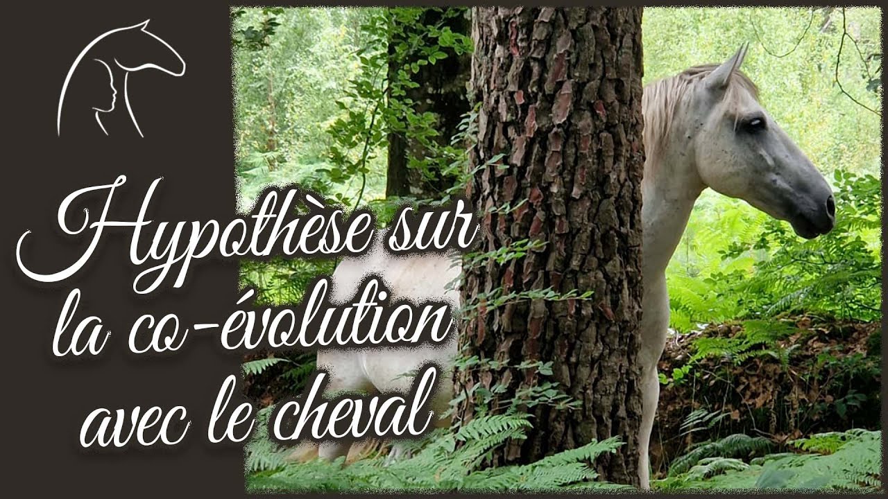 Hypothèse sur la co-évolution avec le cheval