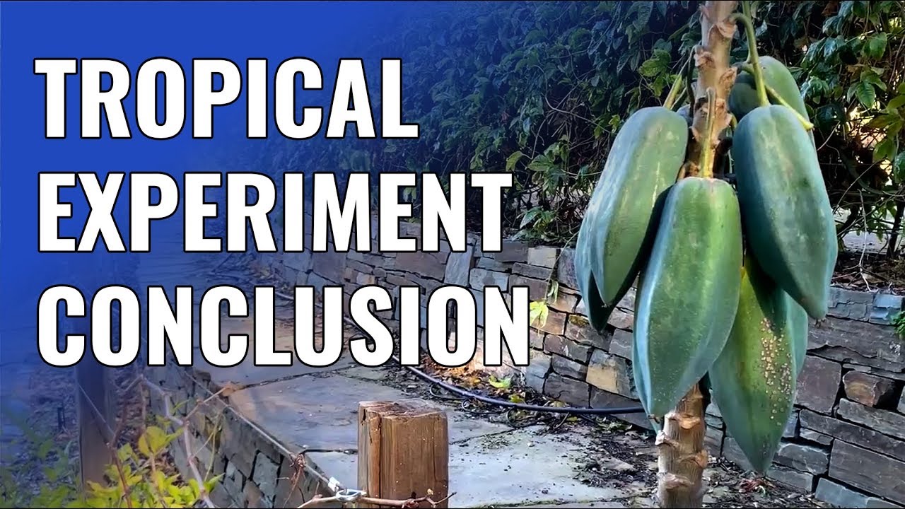 Conclusion to Bay Area Tropical Experiment