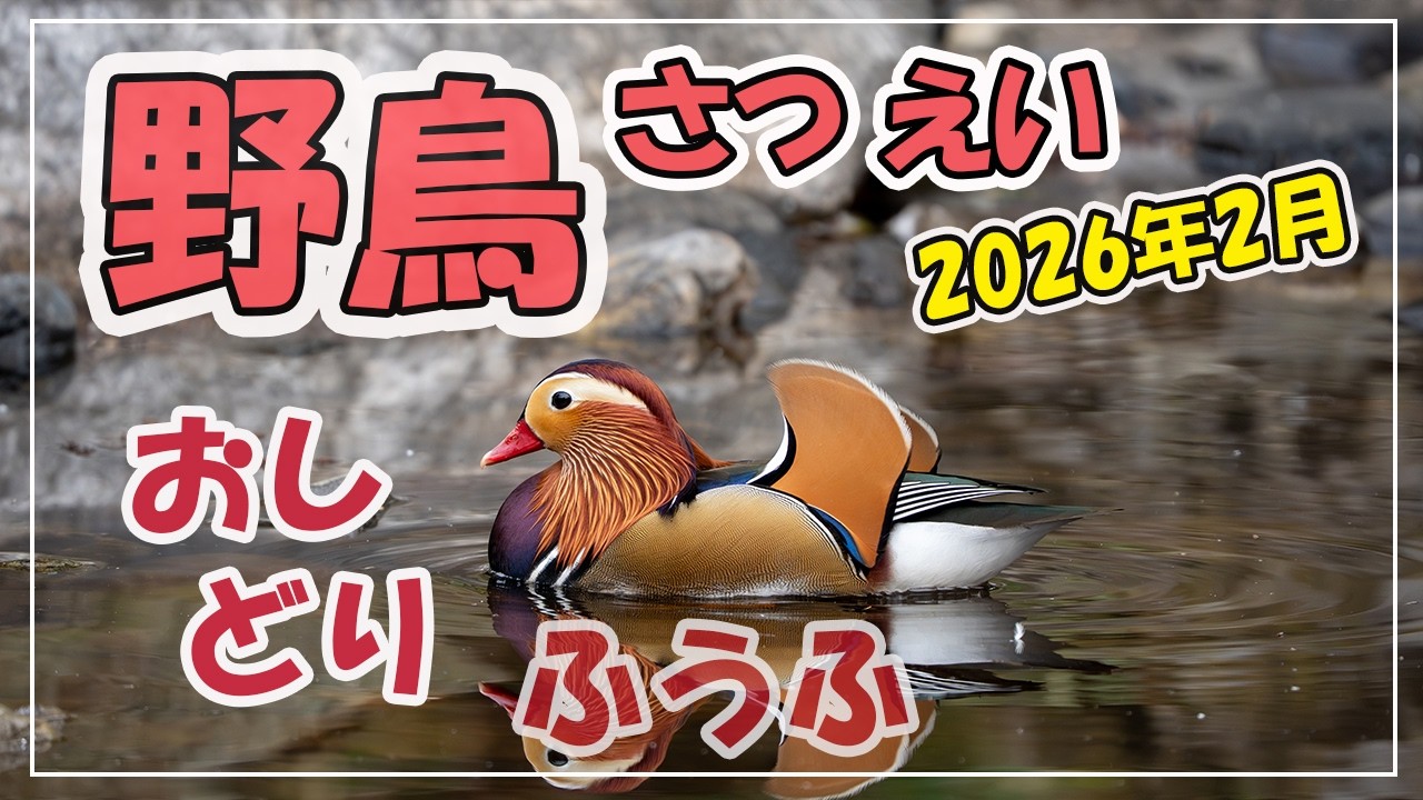 野鳥さつえい~2026冬おしどり夫婦がみせる自然の美しさ~