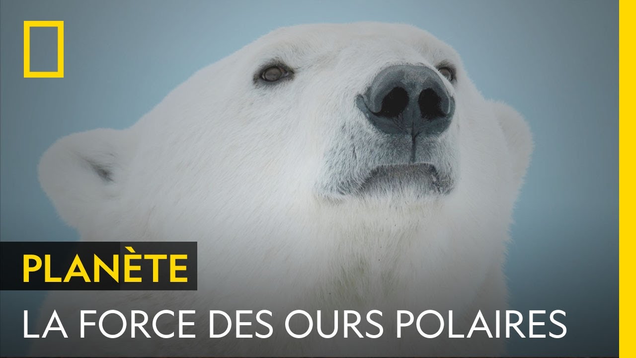 L'ours polaire, chasseur redoutable capable de briser le crâne de ses victimes