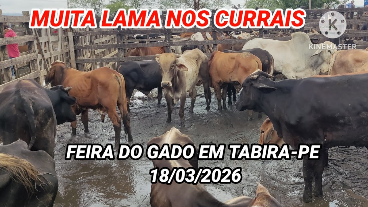 Feira do Gado de Tabira-PE / Pesquisa de preços dos animais nos Currais dia 18/03/26