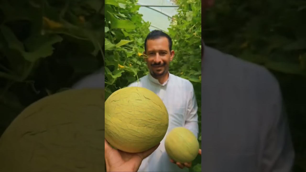 الشمام في البيوت المحميه  والمبدع محمد اسماعيل #القطيف