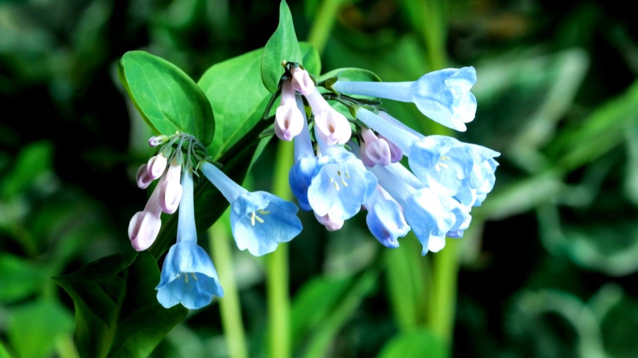 Bluebell Wildflower - AskMDC