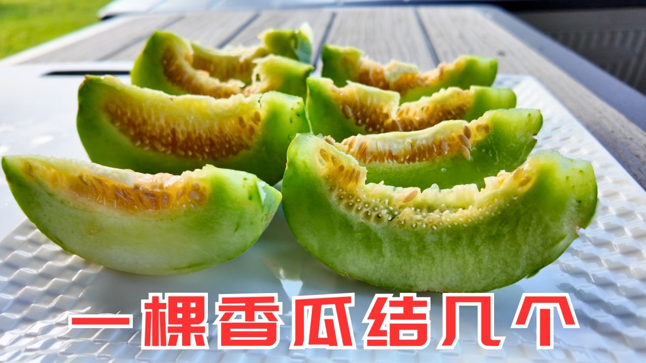 一棵甜瓜到底能结多少个瓜，甜瓜和西瓜都很好照顾，很推荐在后院菜园种植