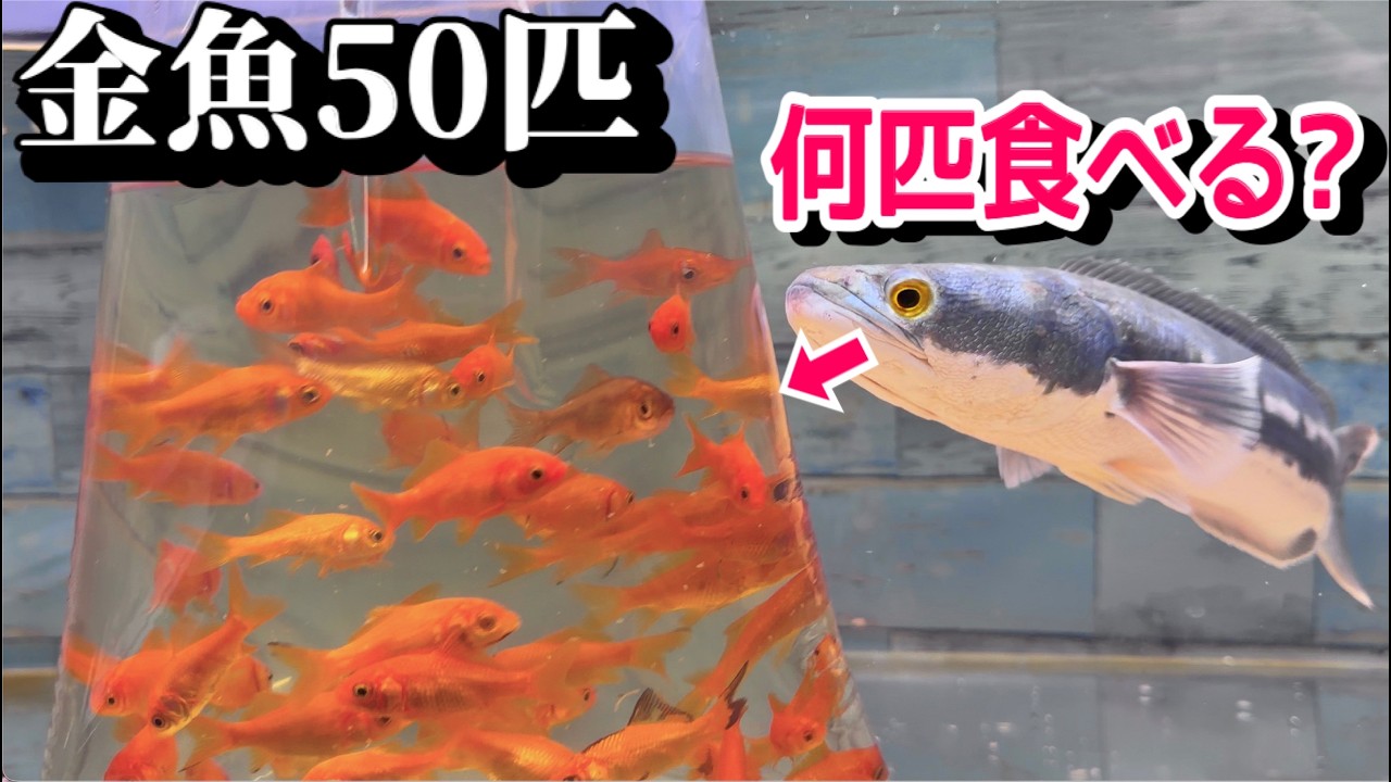 世界最大種スネークヘッドは金魚何匹食べれる？
