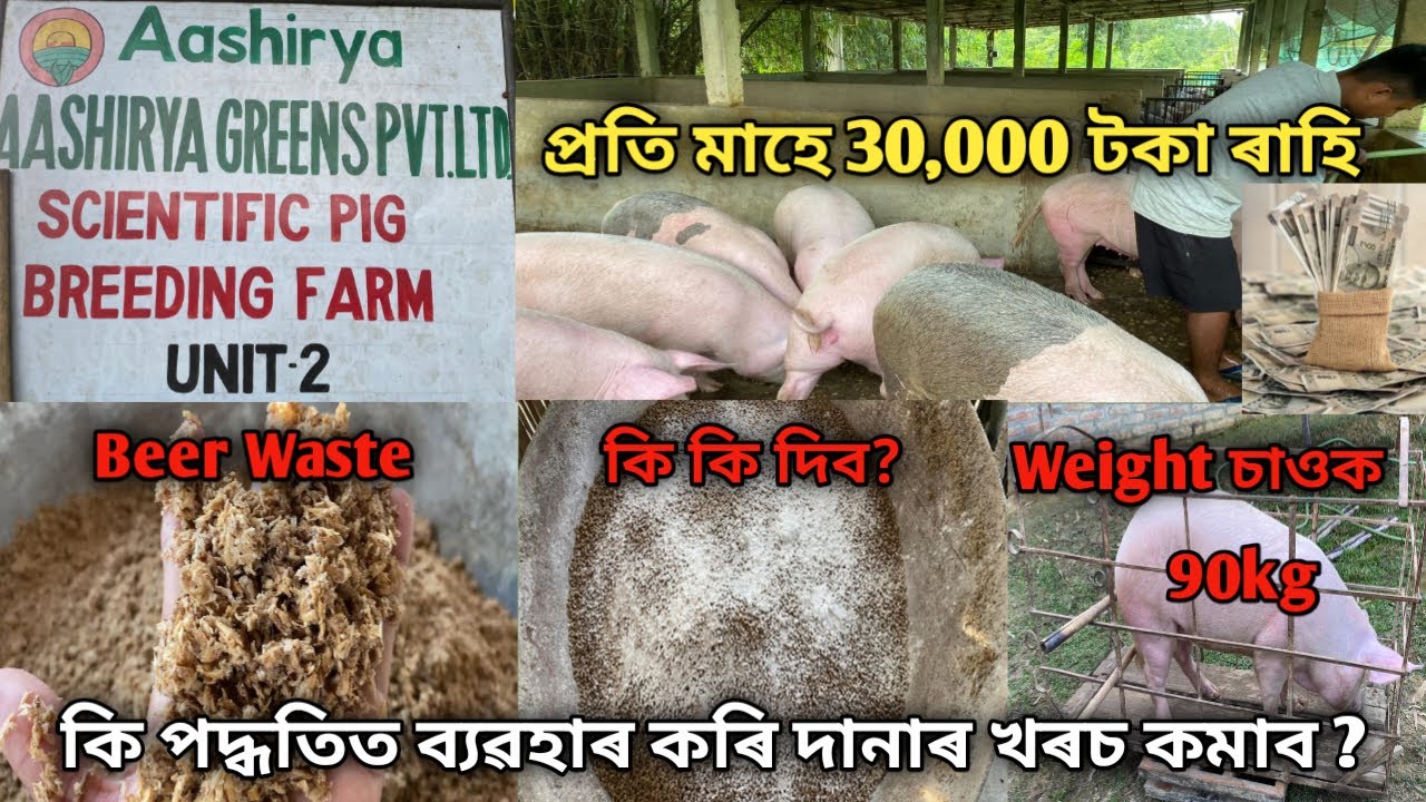 গাহৰিক Beer Waste কি পদ্ধতিত ব্যৱহাৰ কৰি দানাৰ খৰচ কমাব ?Low Cost Pig Feed|Beer Waste