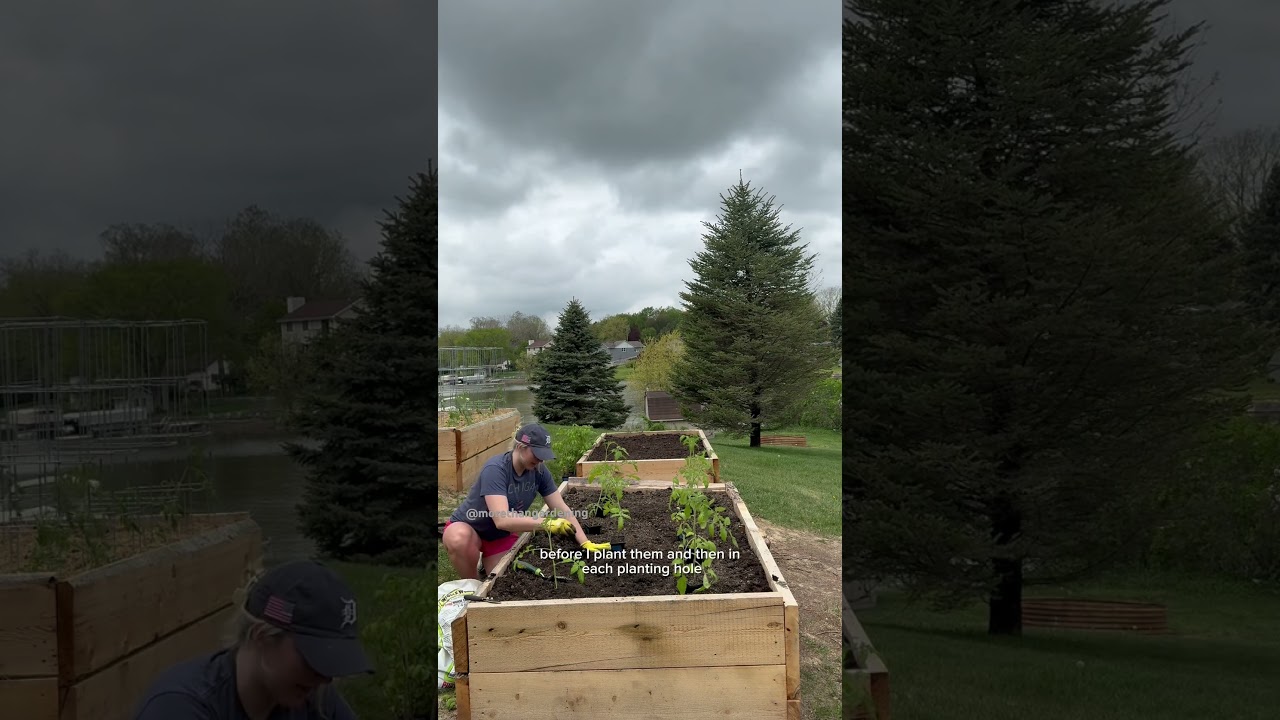 Planting tomatoes! Michigan zone 6a #plantingtomatoes #companionplanting #michigangarden