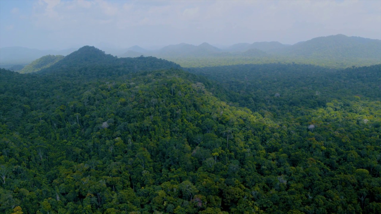 Querida Amazonia - Vídeo Introdutório