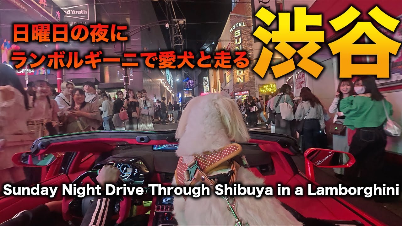 【Shibuya in a Lamborghini】My dog ​​was delighted when I drove around Shibuya on a Sunday night