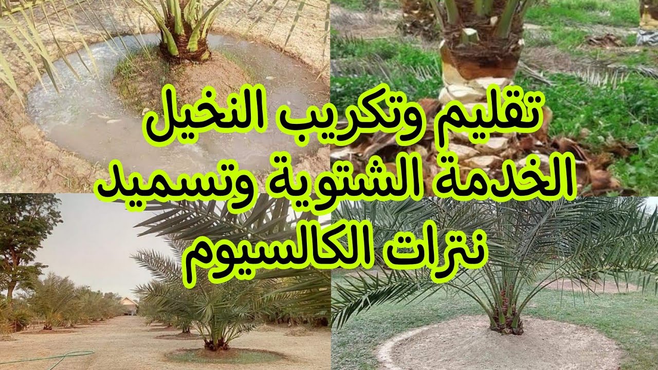 توصيات فنية لرعاية أشجار النخيل خلال شهر ديسمبر