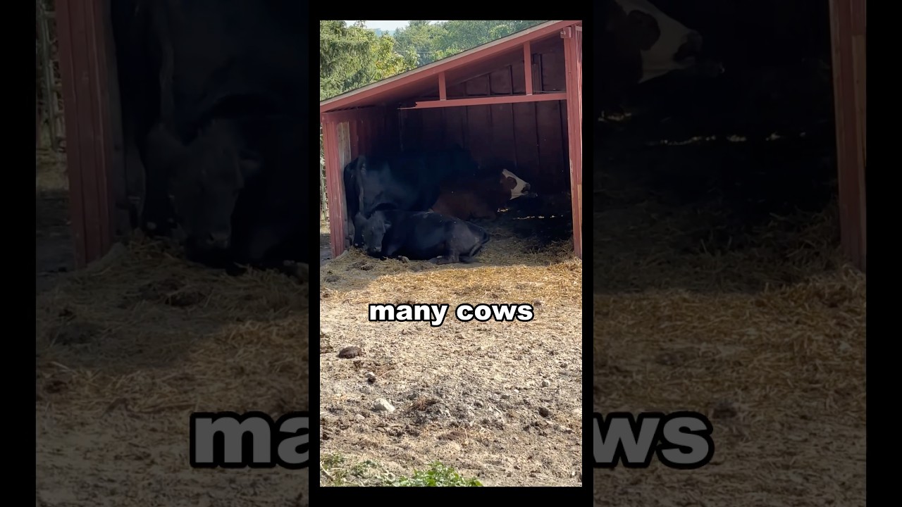Cows At A Museum? #farm