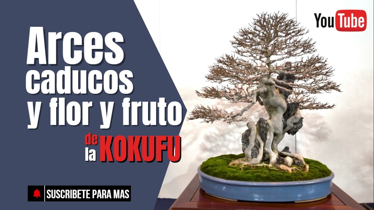 Arces, caducos  y flor y fruto | Kokufu ten #bonsai #arcetridente