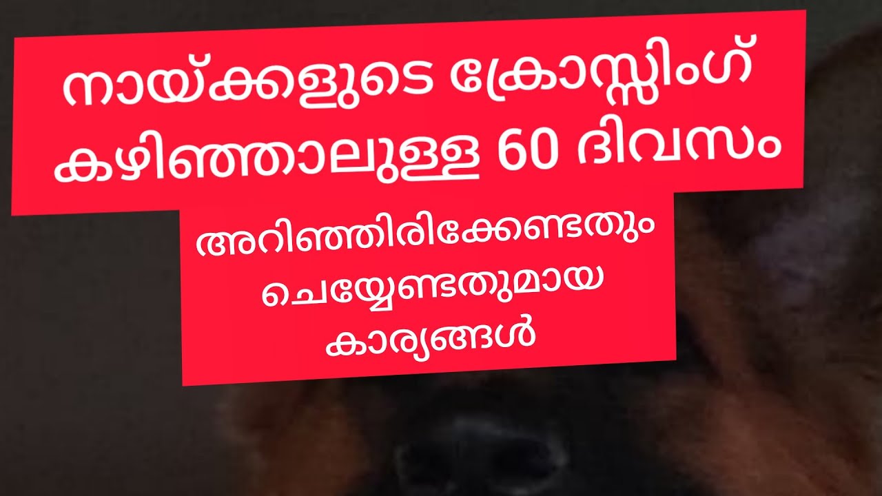 Maternal Care of Dogs. What to Look when Giving Birth to Dogs.