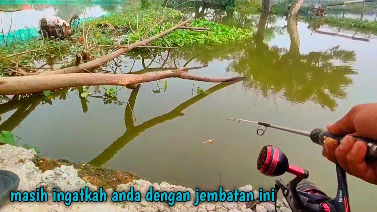 ini sungai apa kolam pancing‼️isi nya cuma ikan mas saja mana besar besar pula