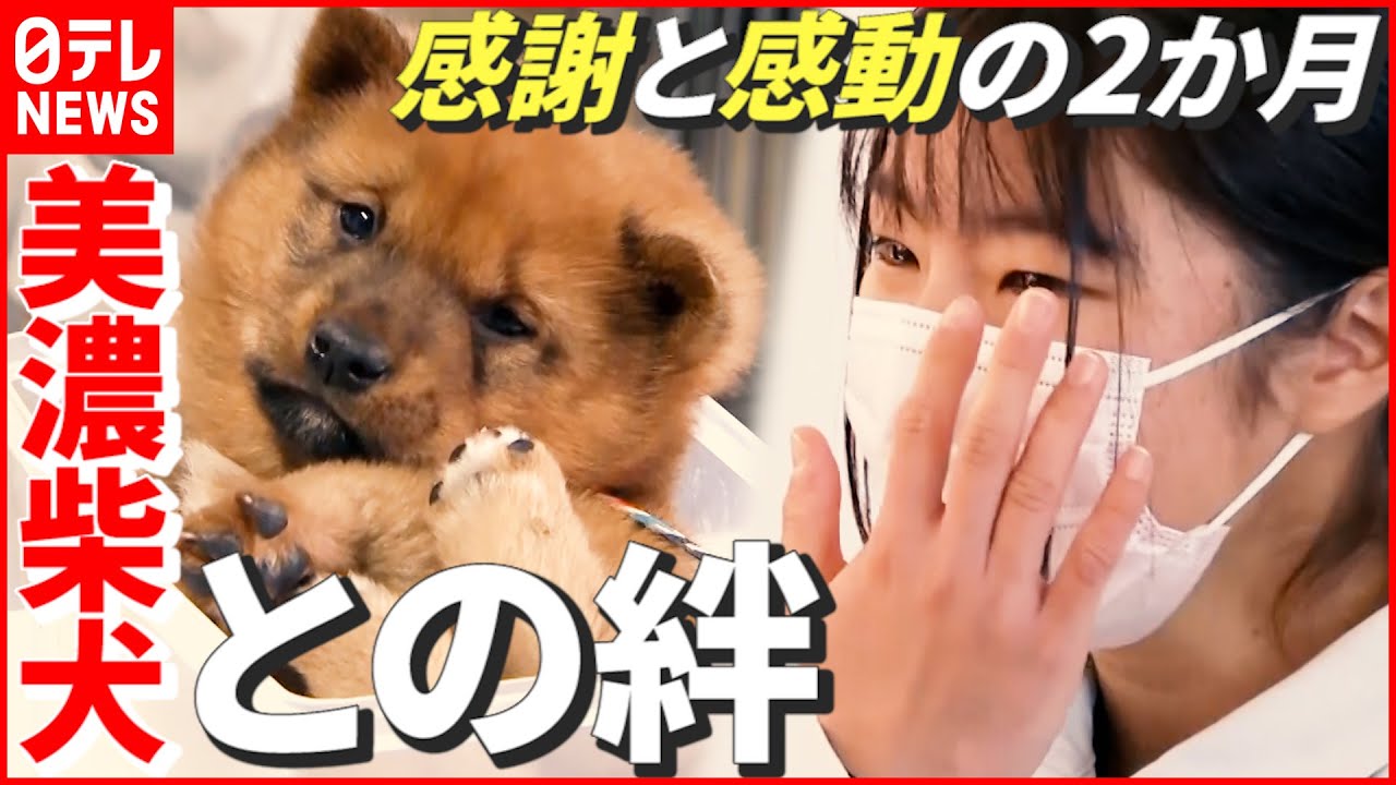 【美濃柴犬】2か月育ててきた子犬との別れ…“繫殖に成功” 地元高校生たちの挑戦　岐阜　NNNセレクション