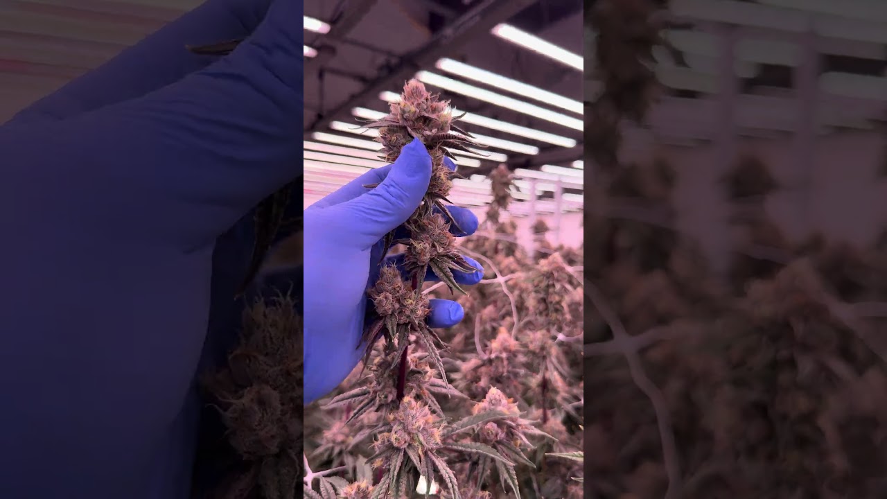 Best LED Grow Light for Indoor Cannabis Cultivation | Flexstar Redline