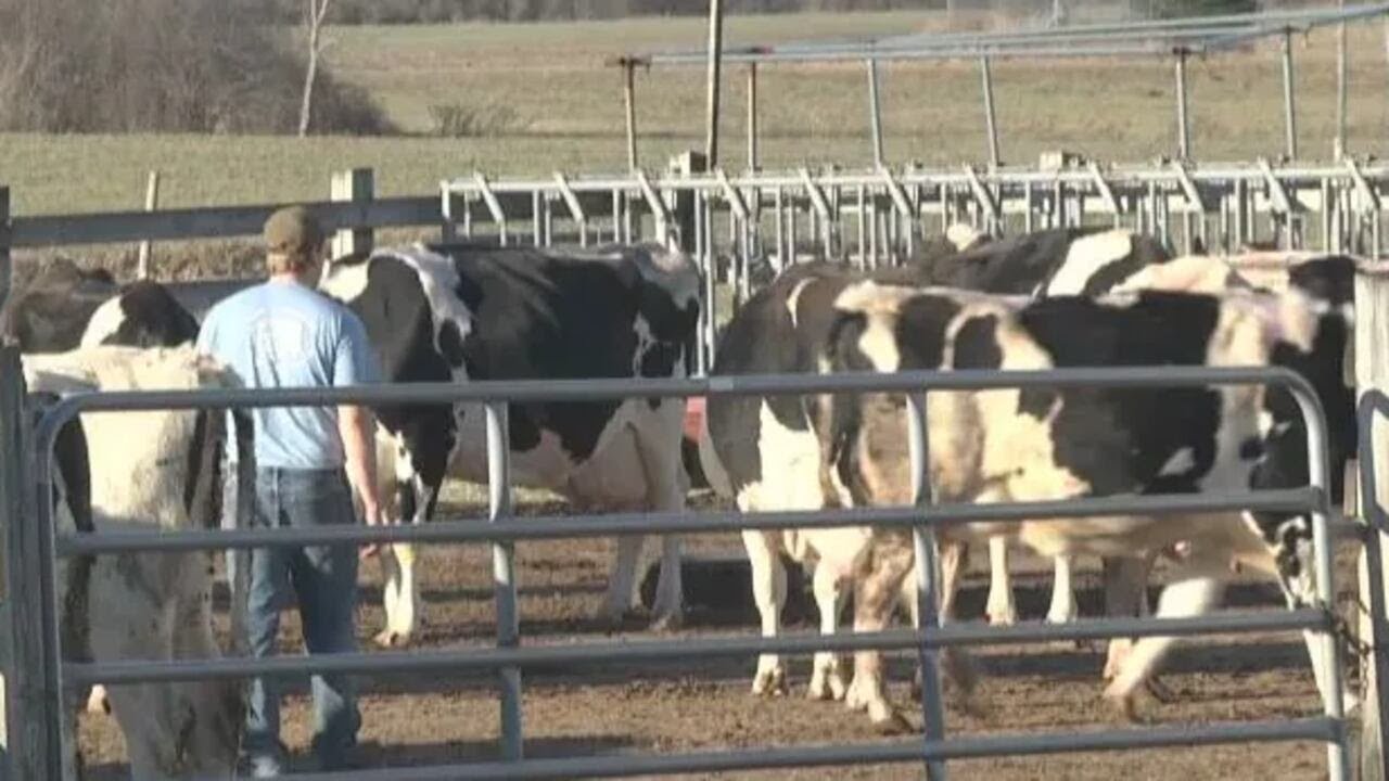 Supply, demand & challenges facing local dairy farms