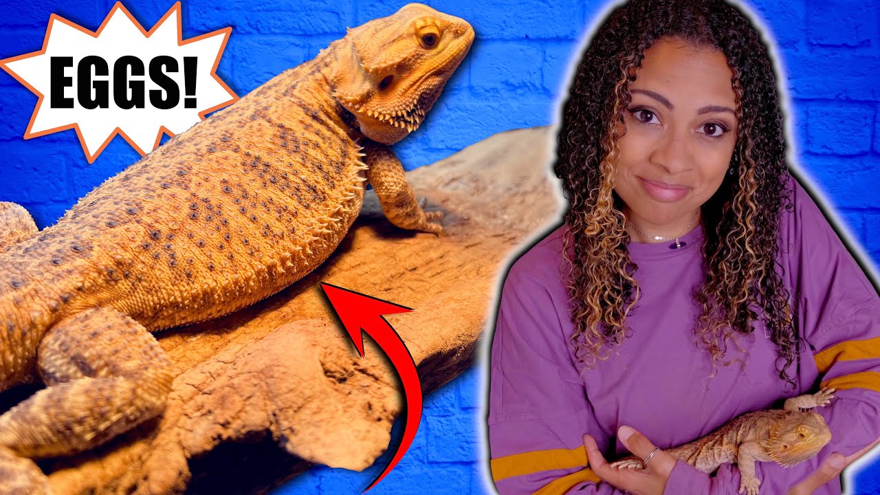 Bearded Dragon Egg Laying | Signs and Dig Boxes