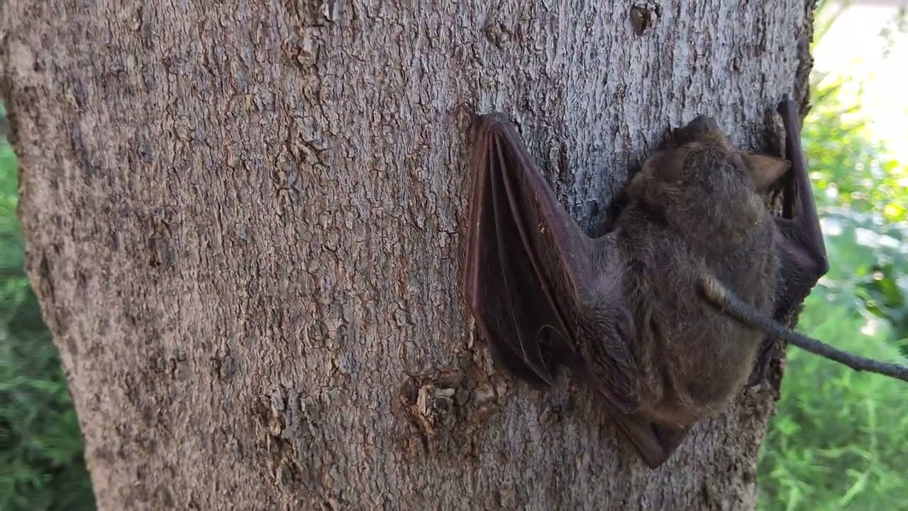 Little scratches for Mr Bat