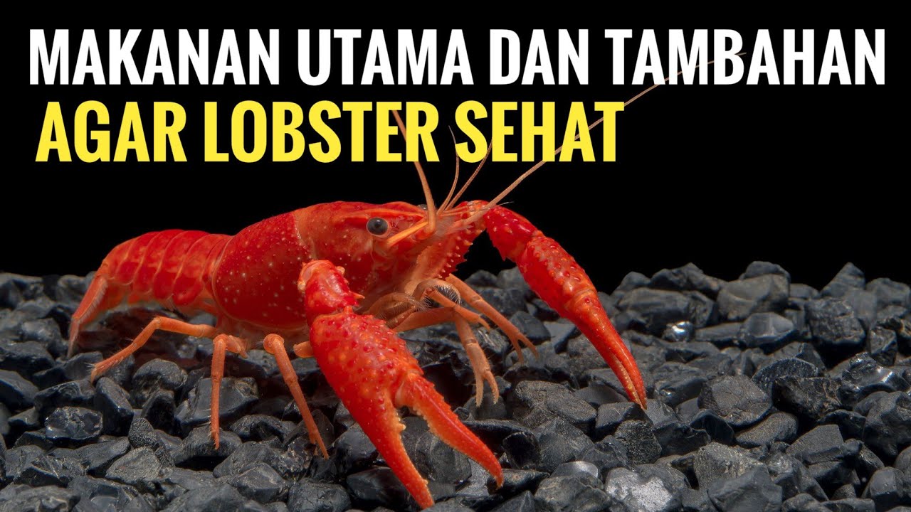 Makanan Utama dan Tambahan agar Lobster Sehat