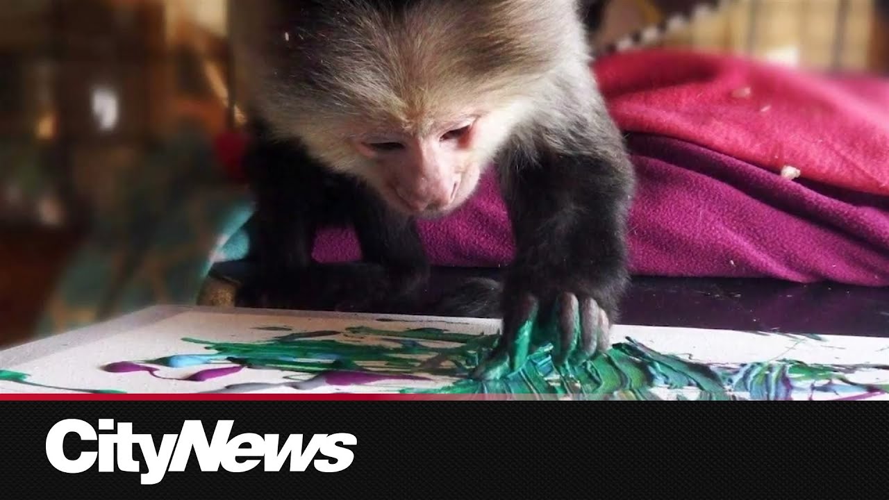 Bidding farewell to Canada's famous fingerpainting monkey