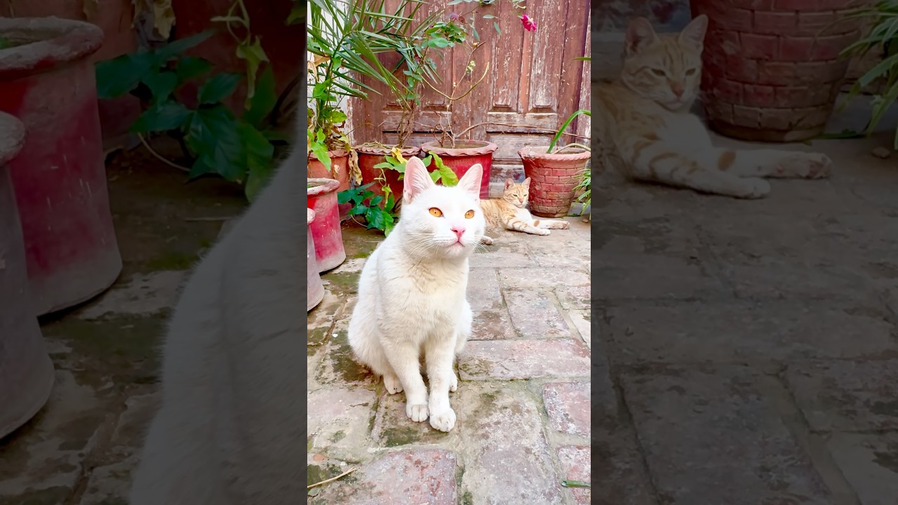 Самый трогательный момент, который вы увидите сегодня (Аро и Кай)