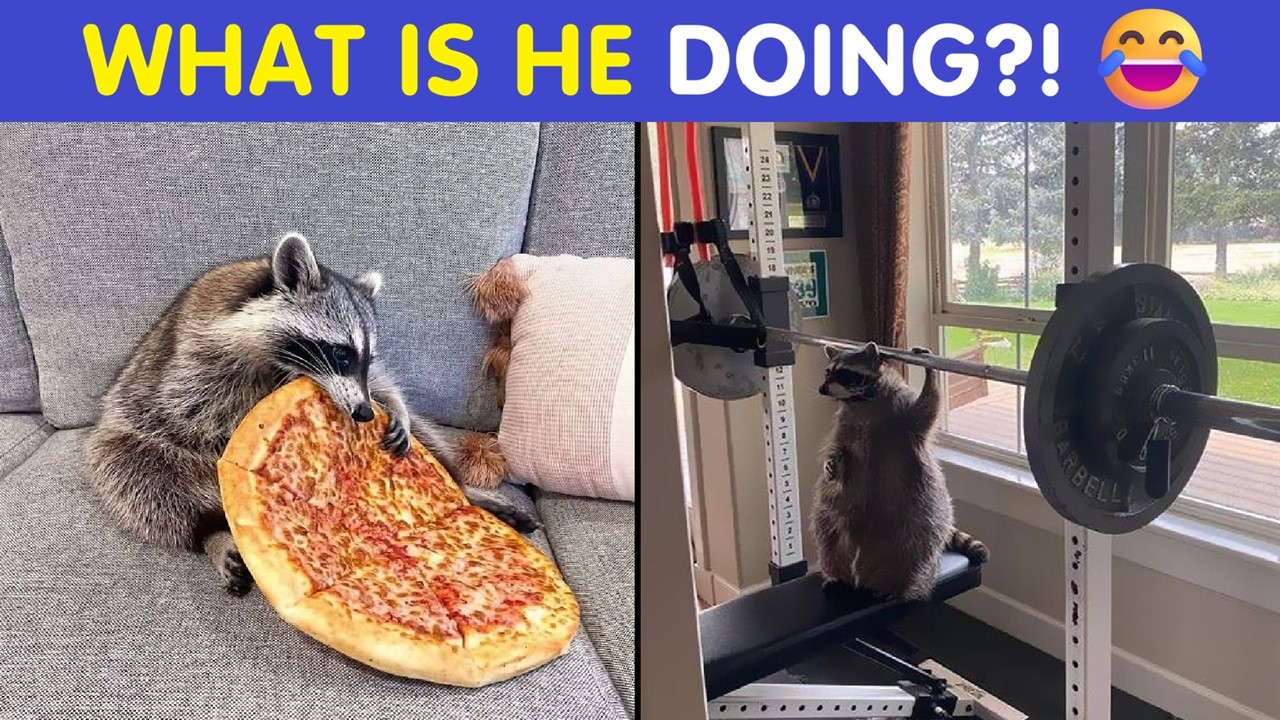 Funny Raccoon Pics That Prove They’re The Goofiest Animals Ever