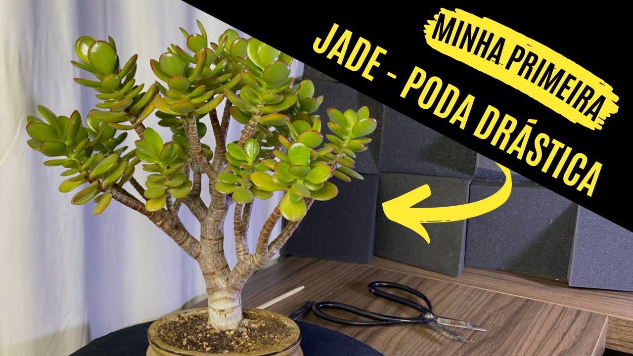 Minha primeira Jade - Poda drástica - Como podar a jade ( bonsai )