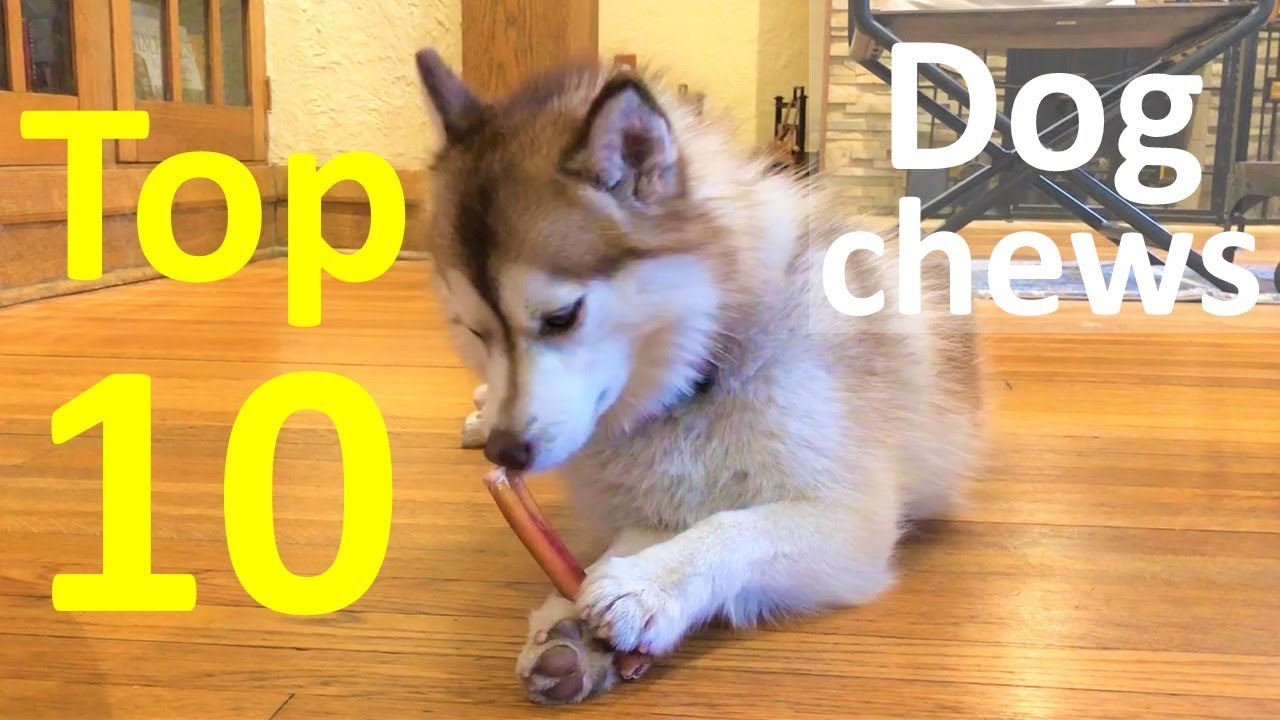 Our Top 10 longest lasting dog chews to keep our Pomsky occupied  (bully sticks, Himalayan chews)
