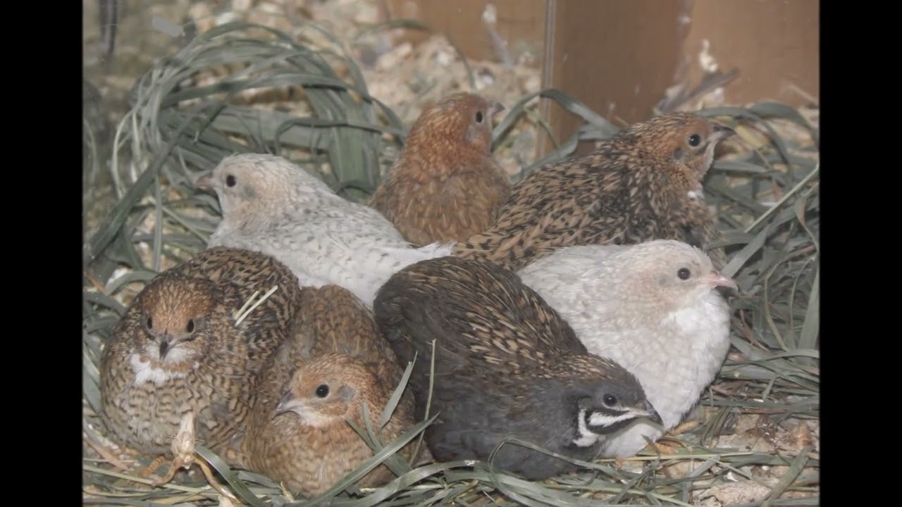 Quaglia cinese (Synoicus chinensis), parte seconda: riproduzione naturale