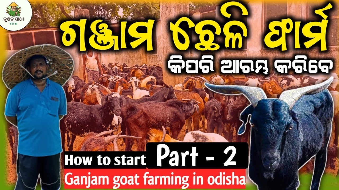 How to start Ganjam goat farm in odisha|New goat farm in odisha|Ganjam breed price|Farming in odisha