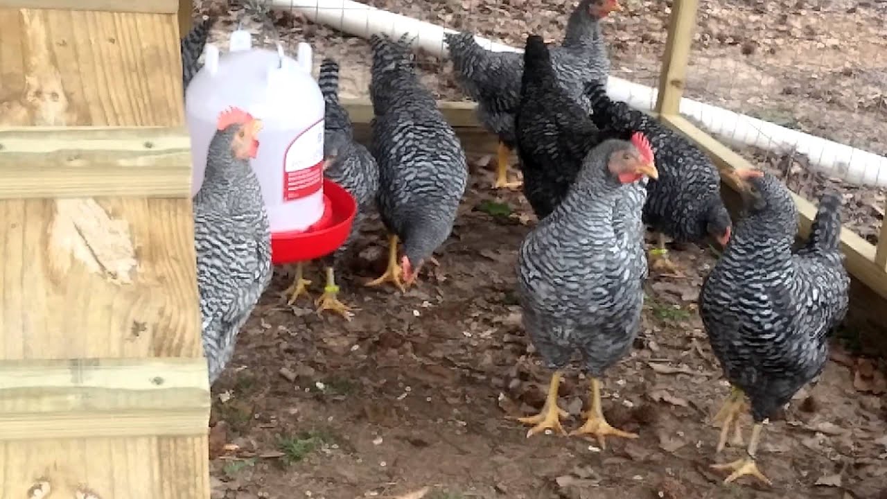10 weeks old Barred Plymouth Rock chicks