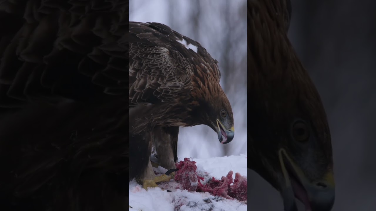 Golden Eagle Species Guide: Appearance, Diet, Habitat, Behavior, Stats, And Conservation Status